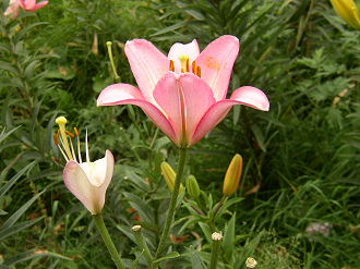 P8120024_thumb.png