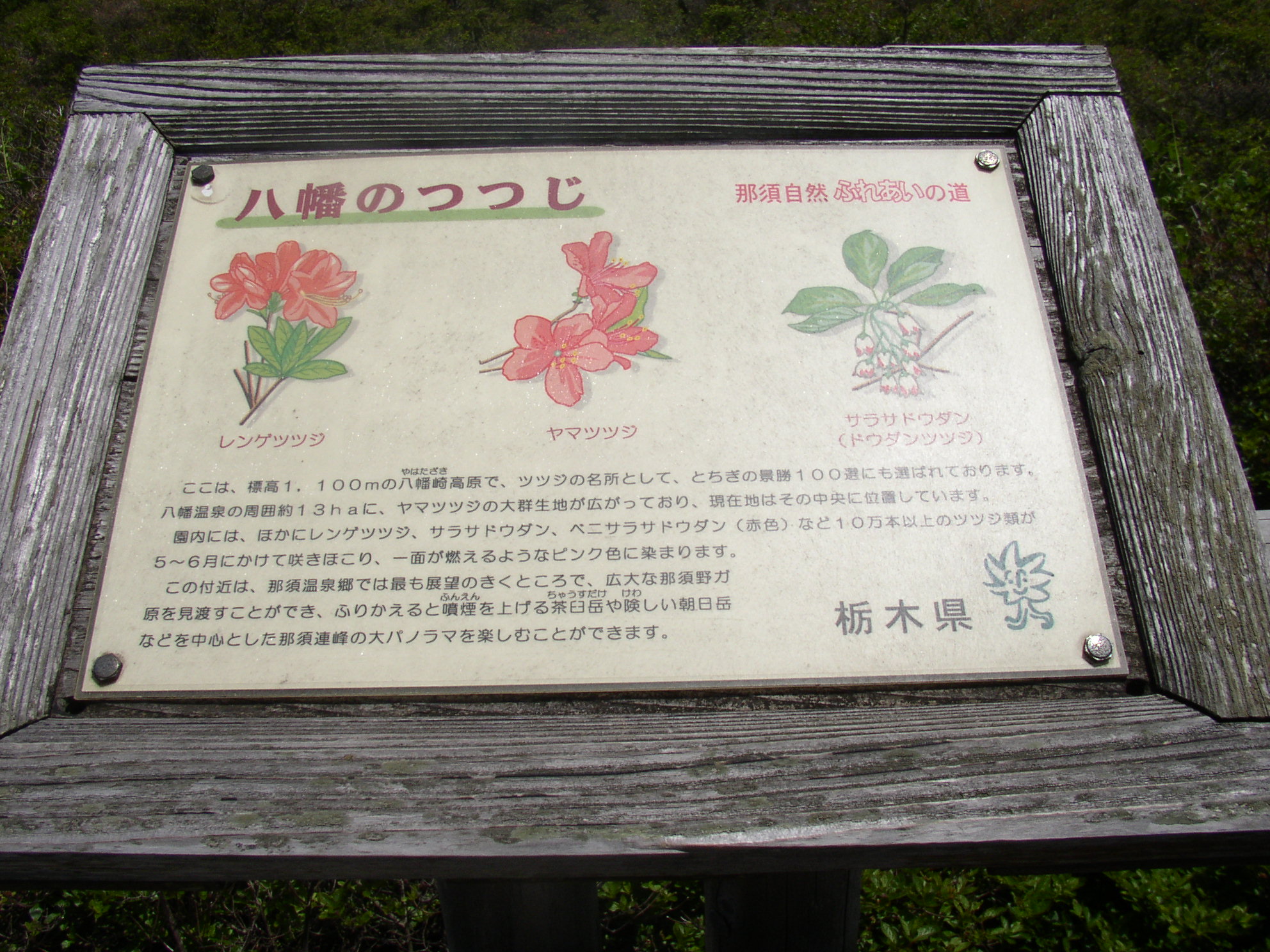 P6170055.JPG