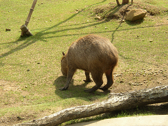 P9280041_thumb.png