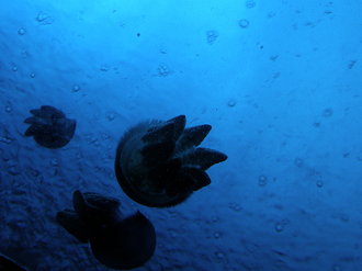 P9181657_thumb.png