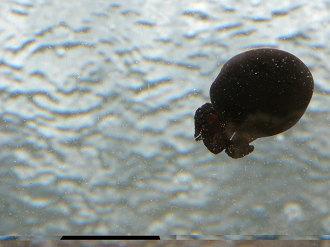P9181658_thumb.png