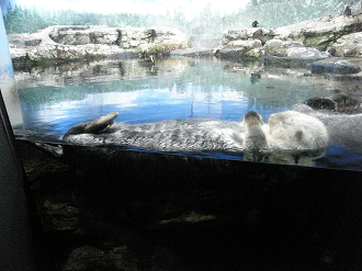 P9181782_thumb.png