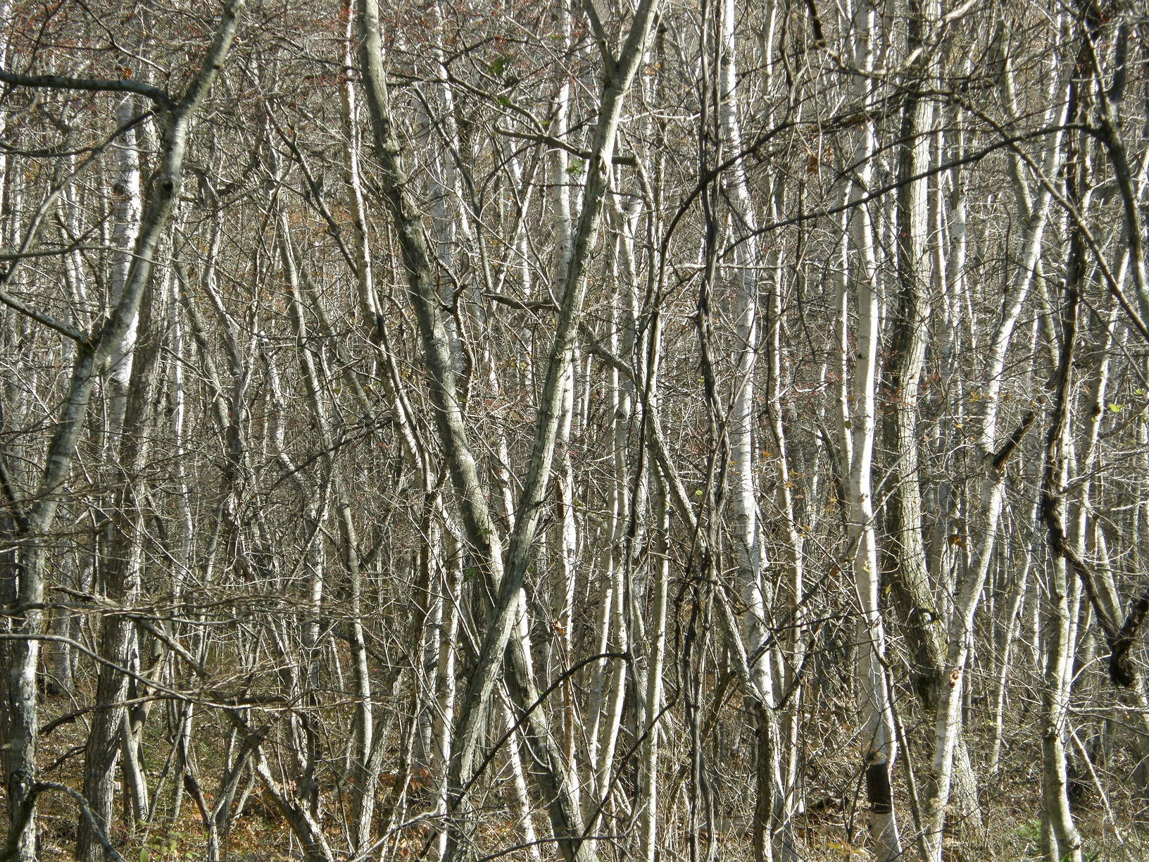 PB062478.jpg