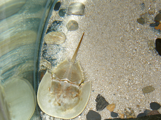 P8255012_thumb.png