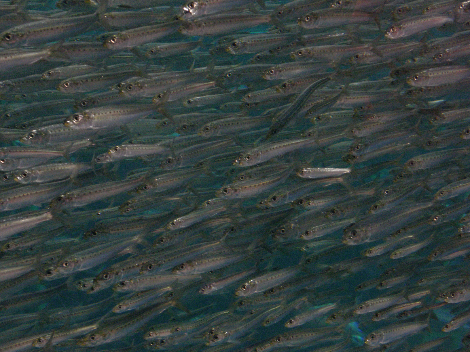P8255021.jpg