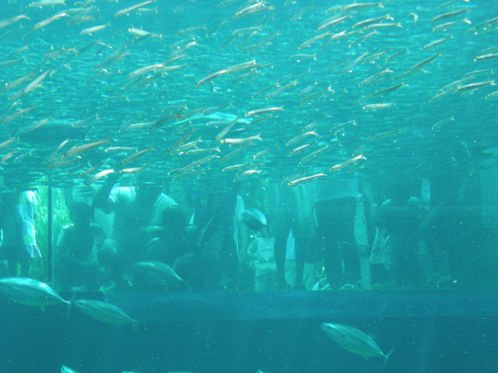 P8255051.jpg