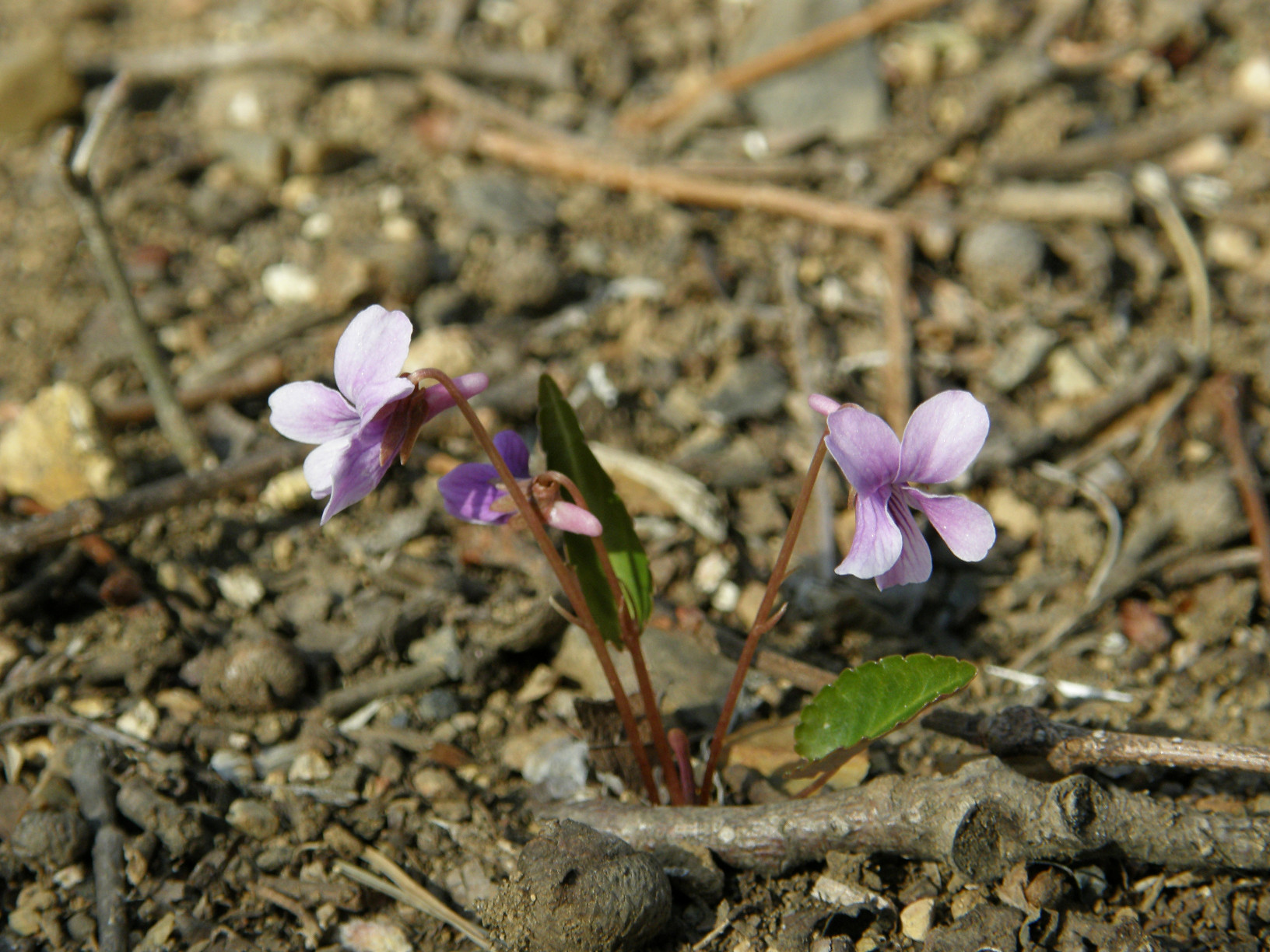 P4089505.jpg