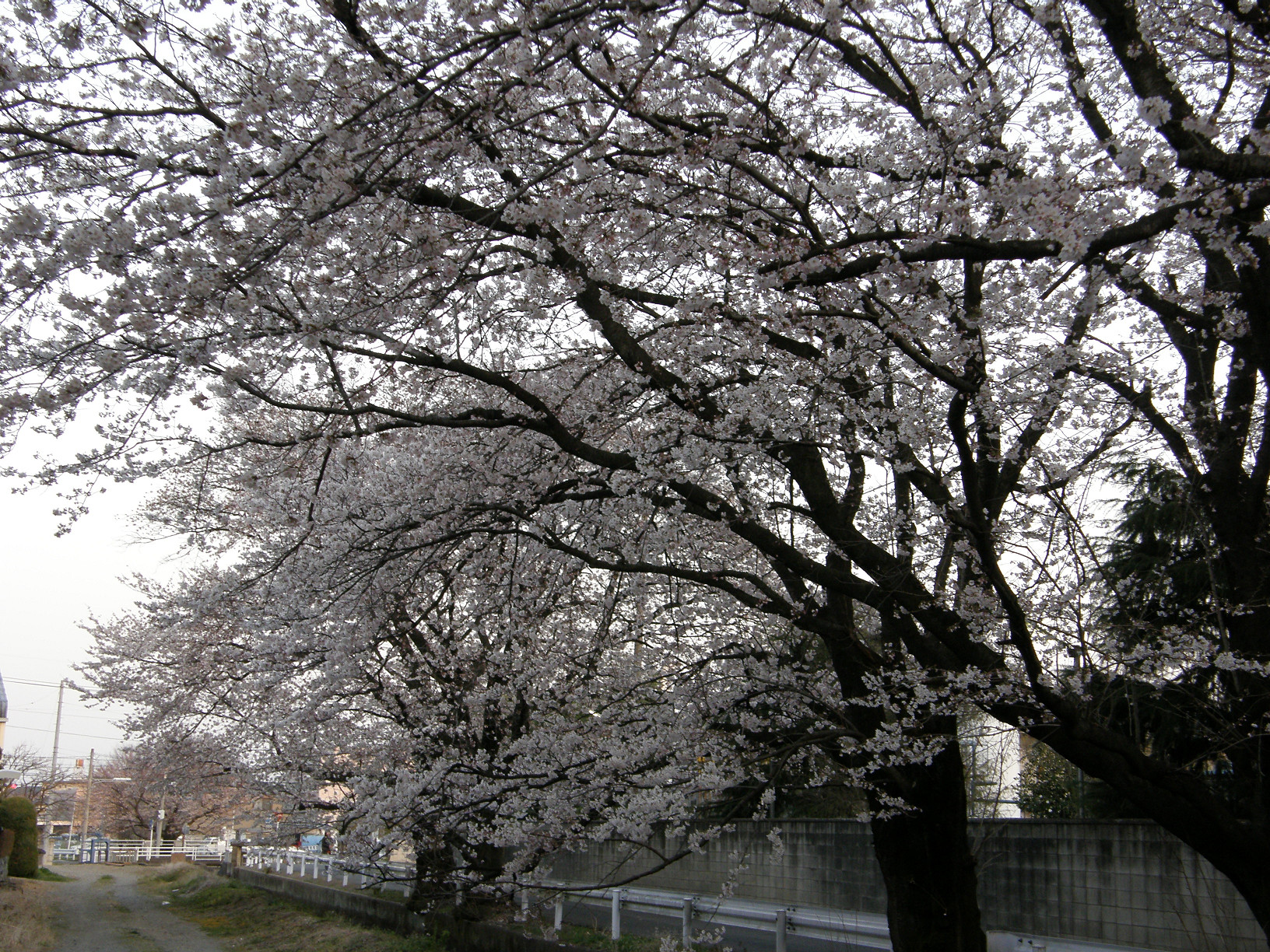 P4089608.jpg