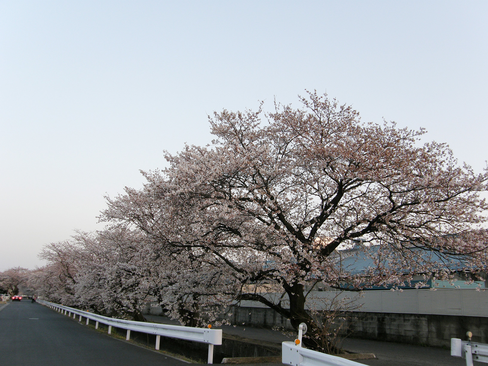 P4089621.jpg