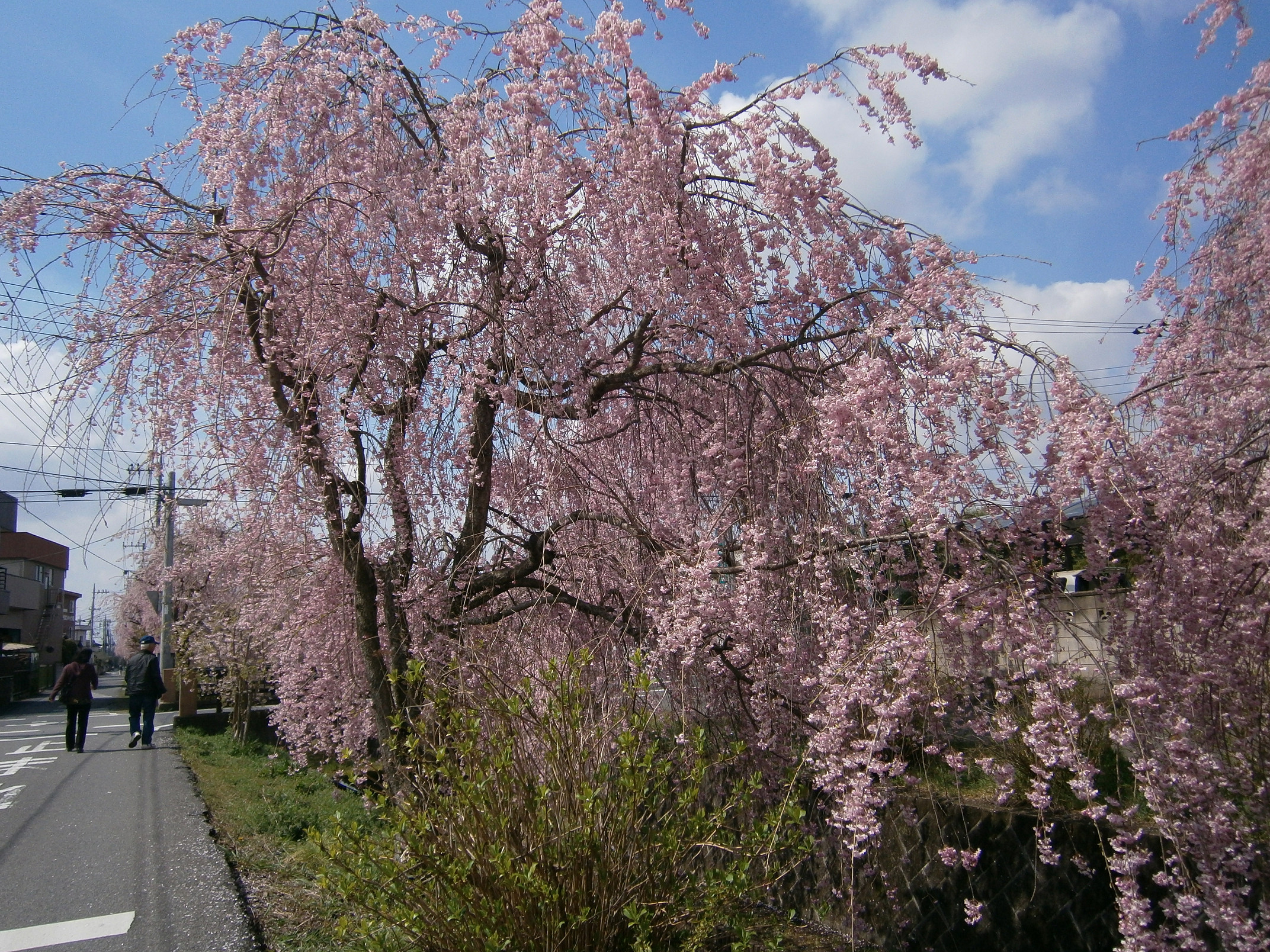 P4150097.jpg