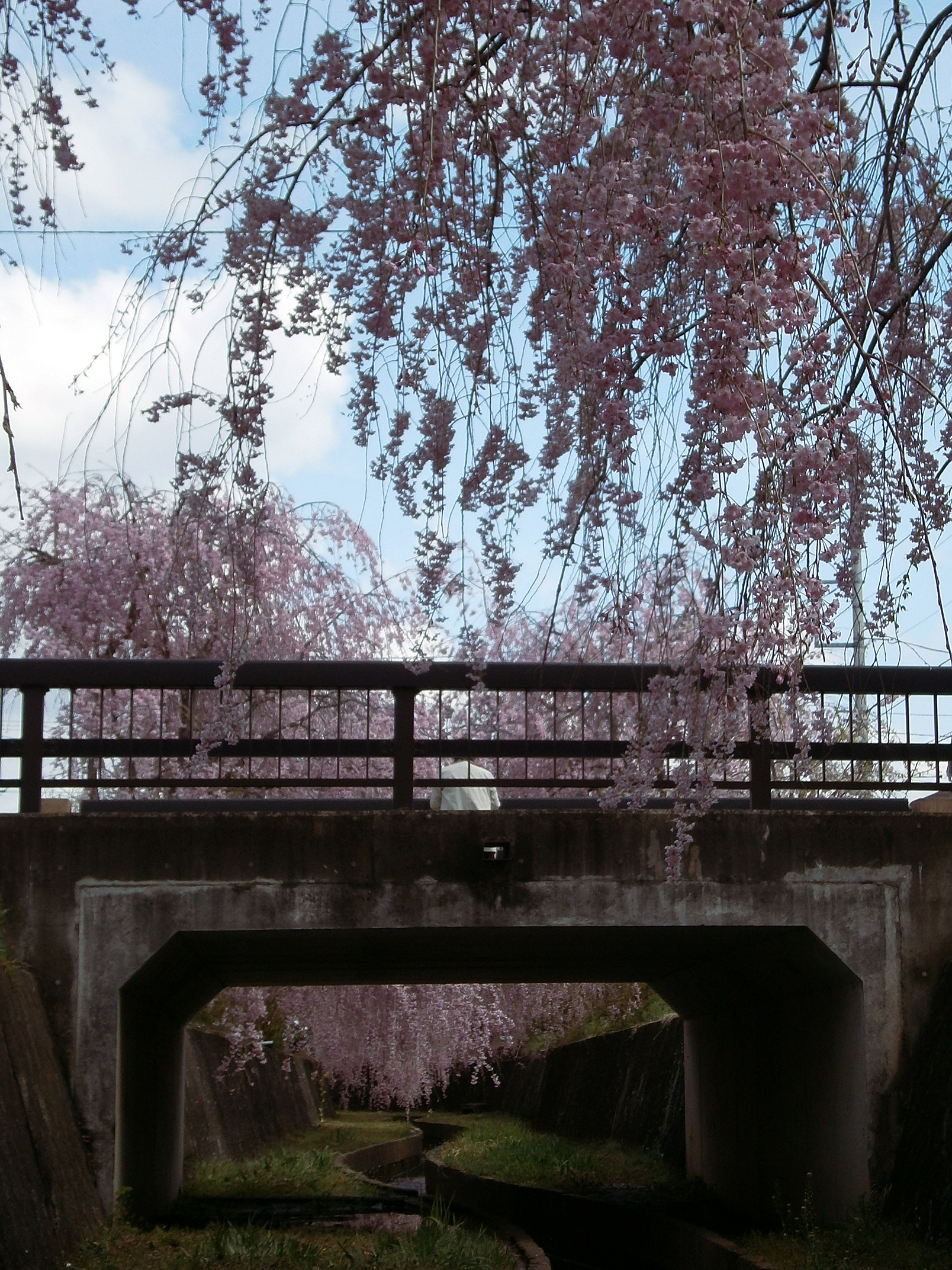 P4150106.jpg