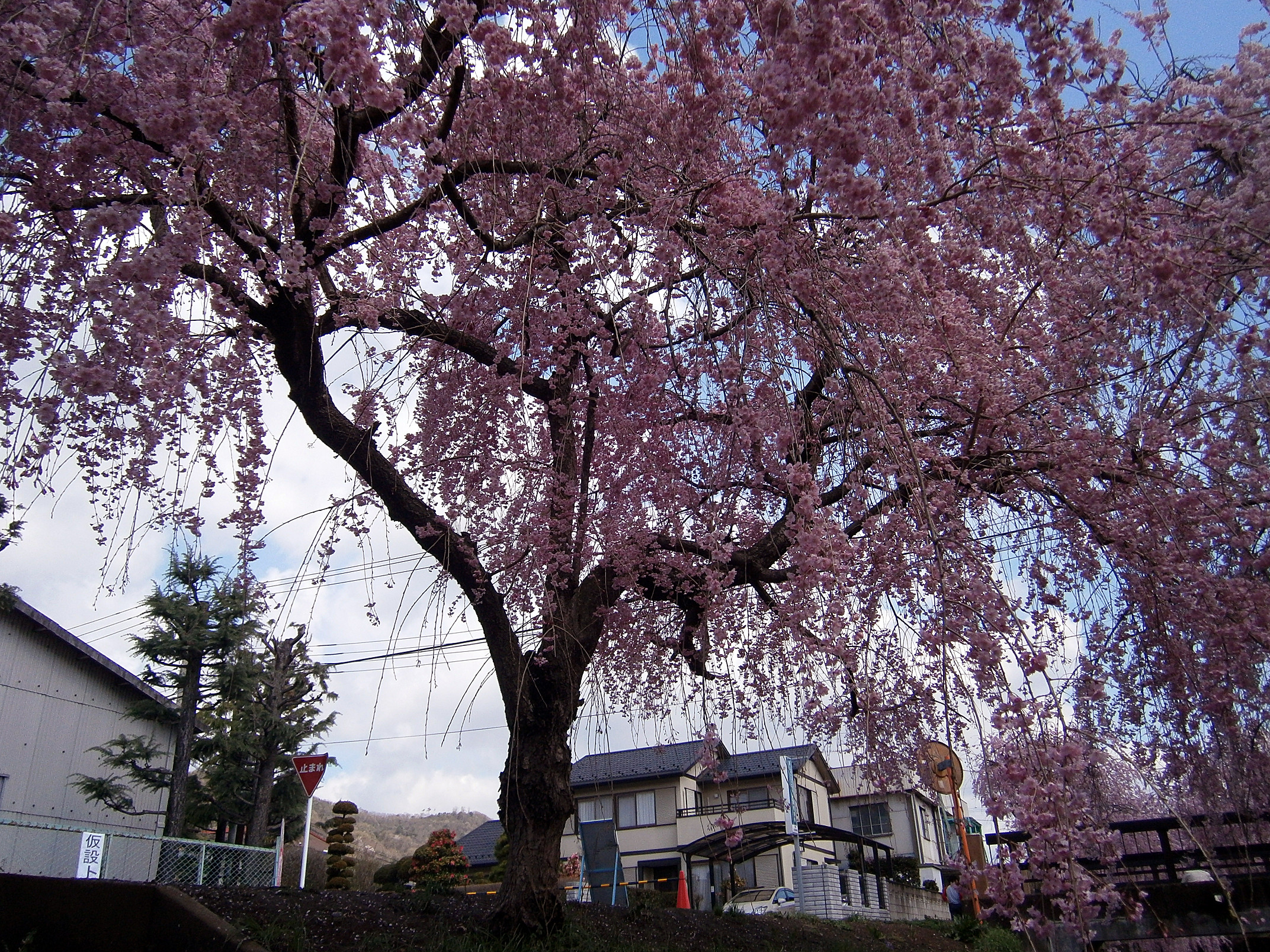P4150108.jpg