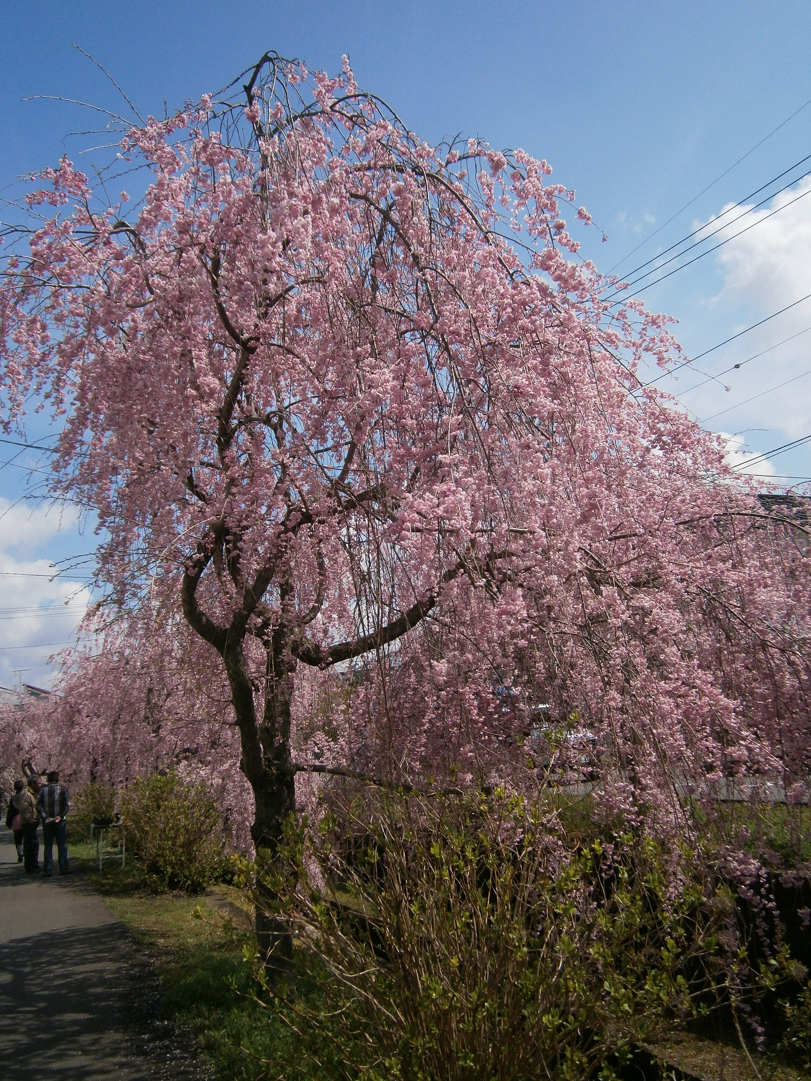 P4150123.jpg