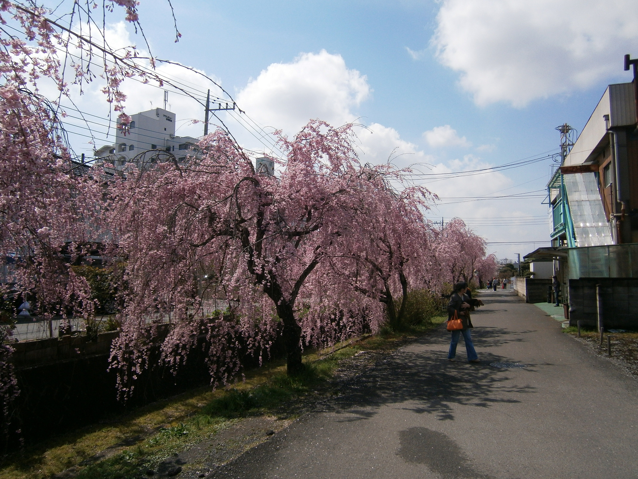 P4150130.jpg