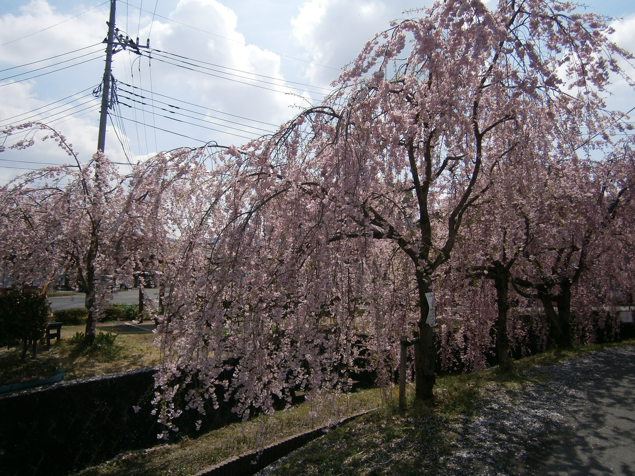P4150134.jpg
