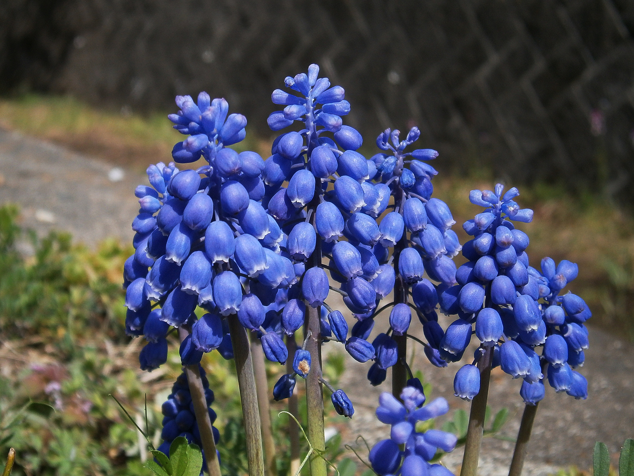 P4150141.jpg