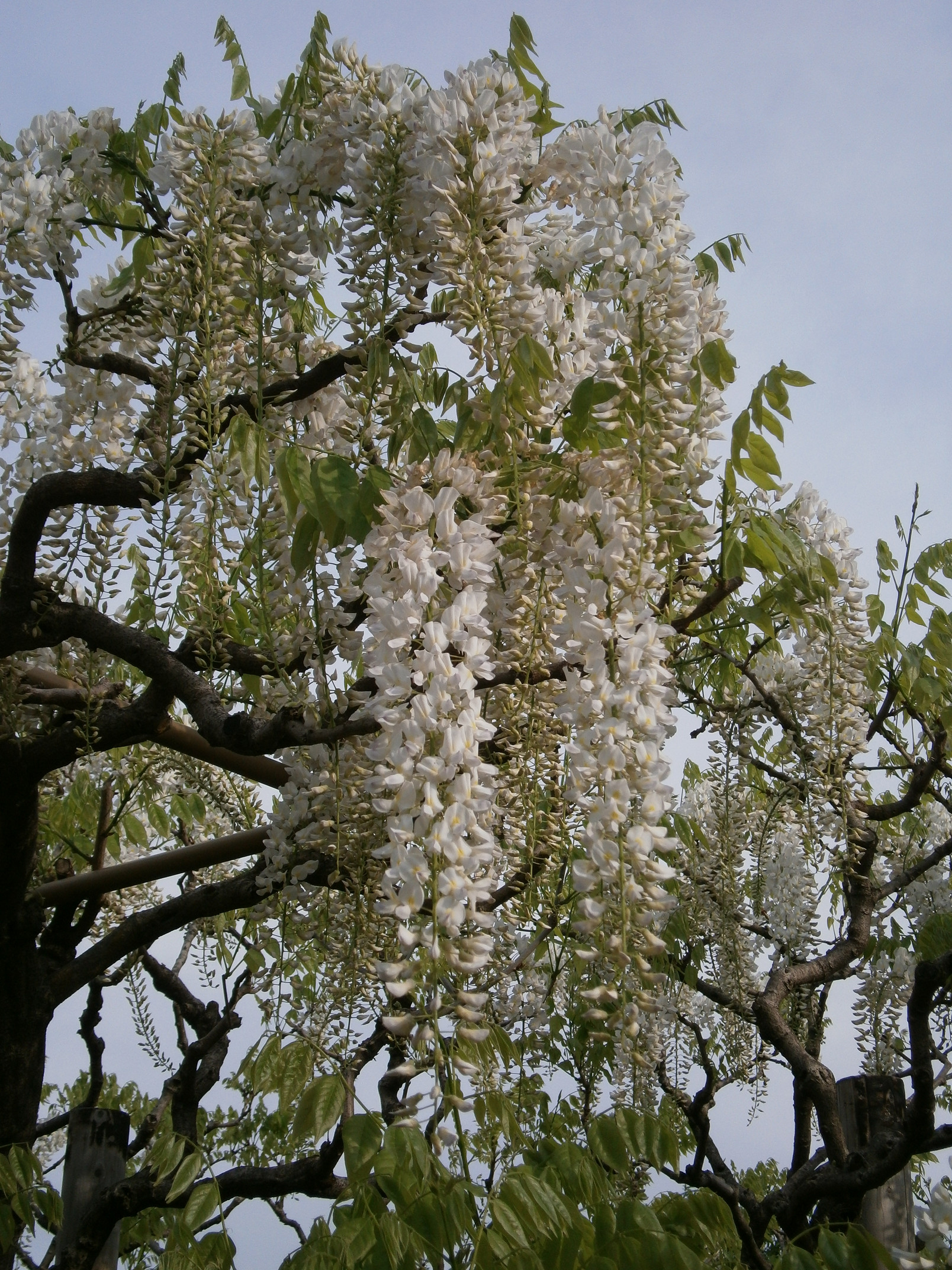 P5050007.jpg