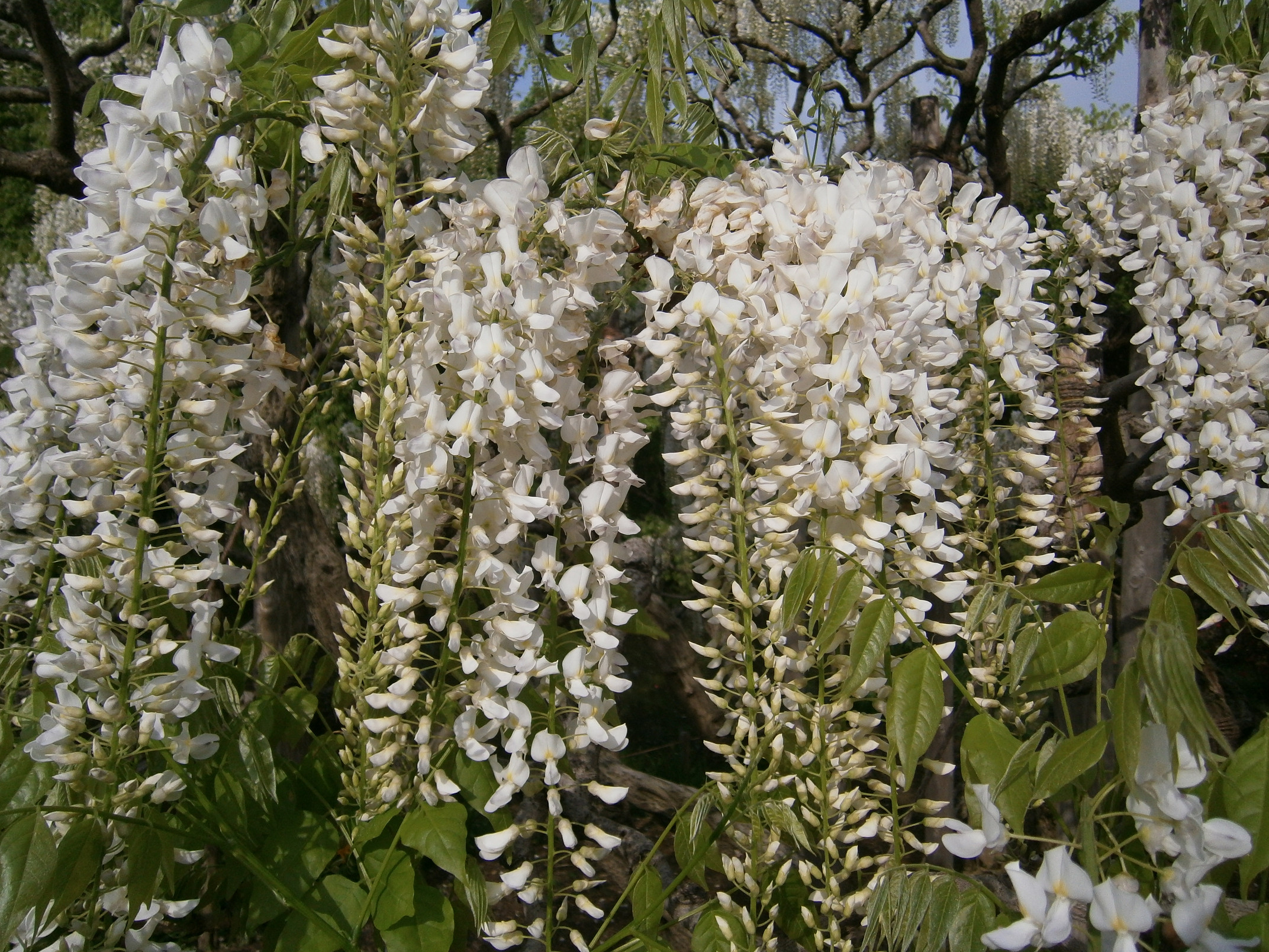 P5050035.jpg