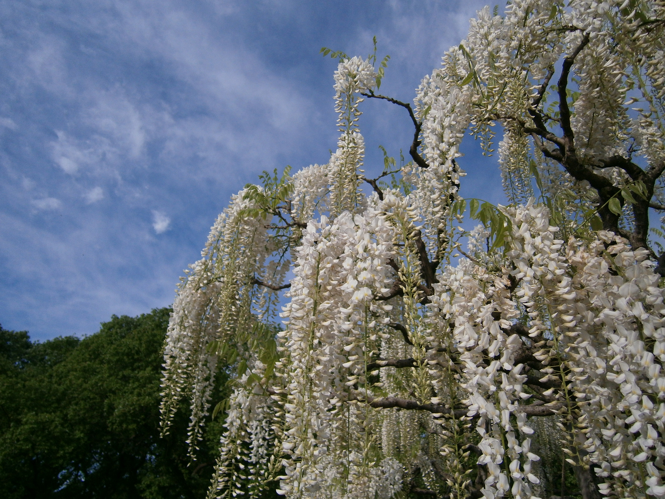 P5050037.jpg