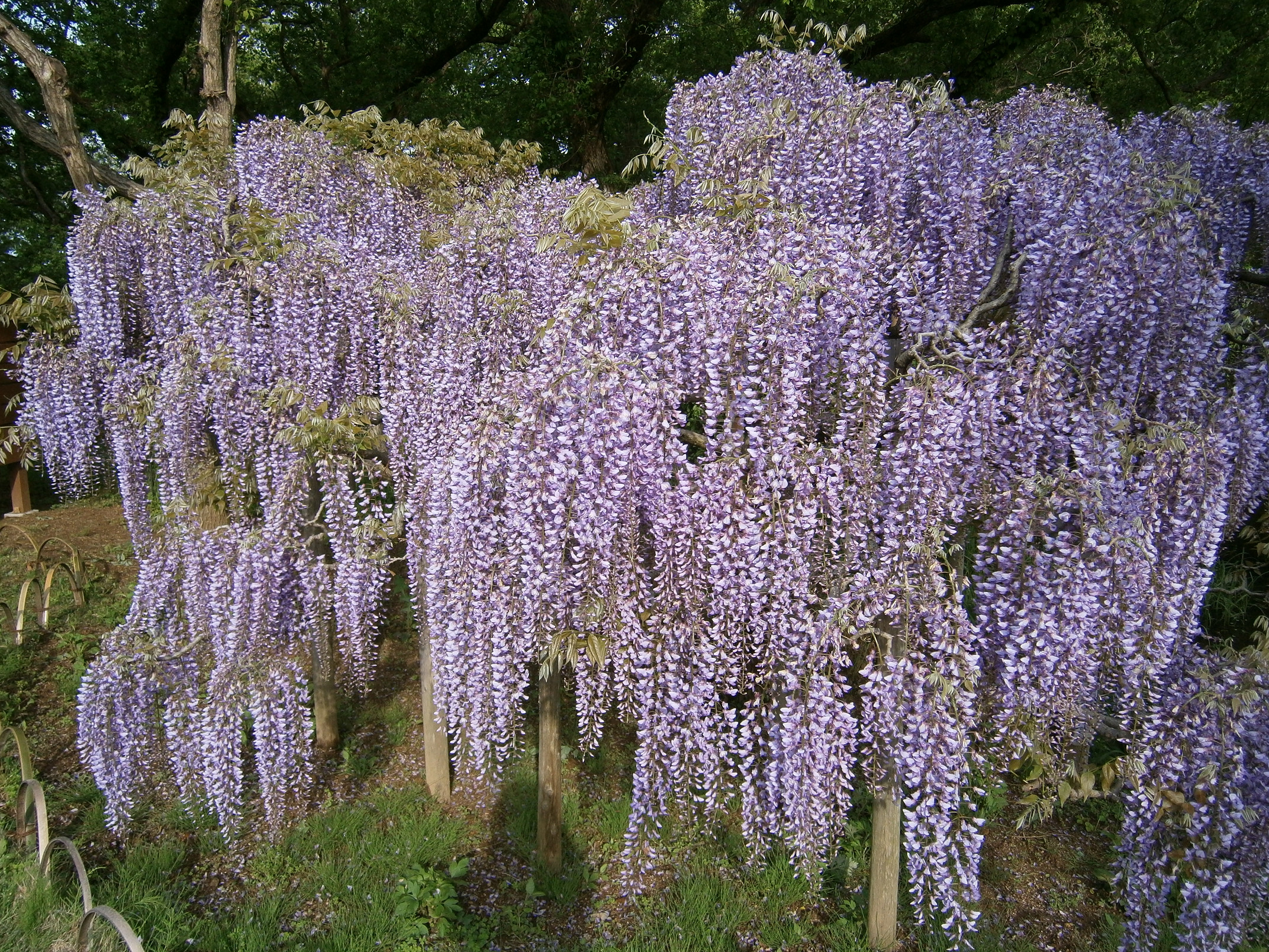P5050044.jpg