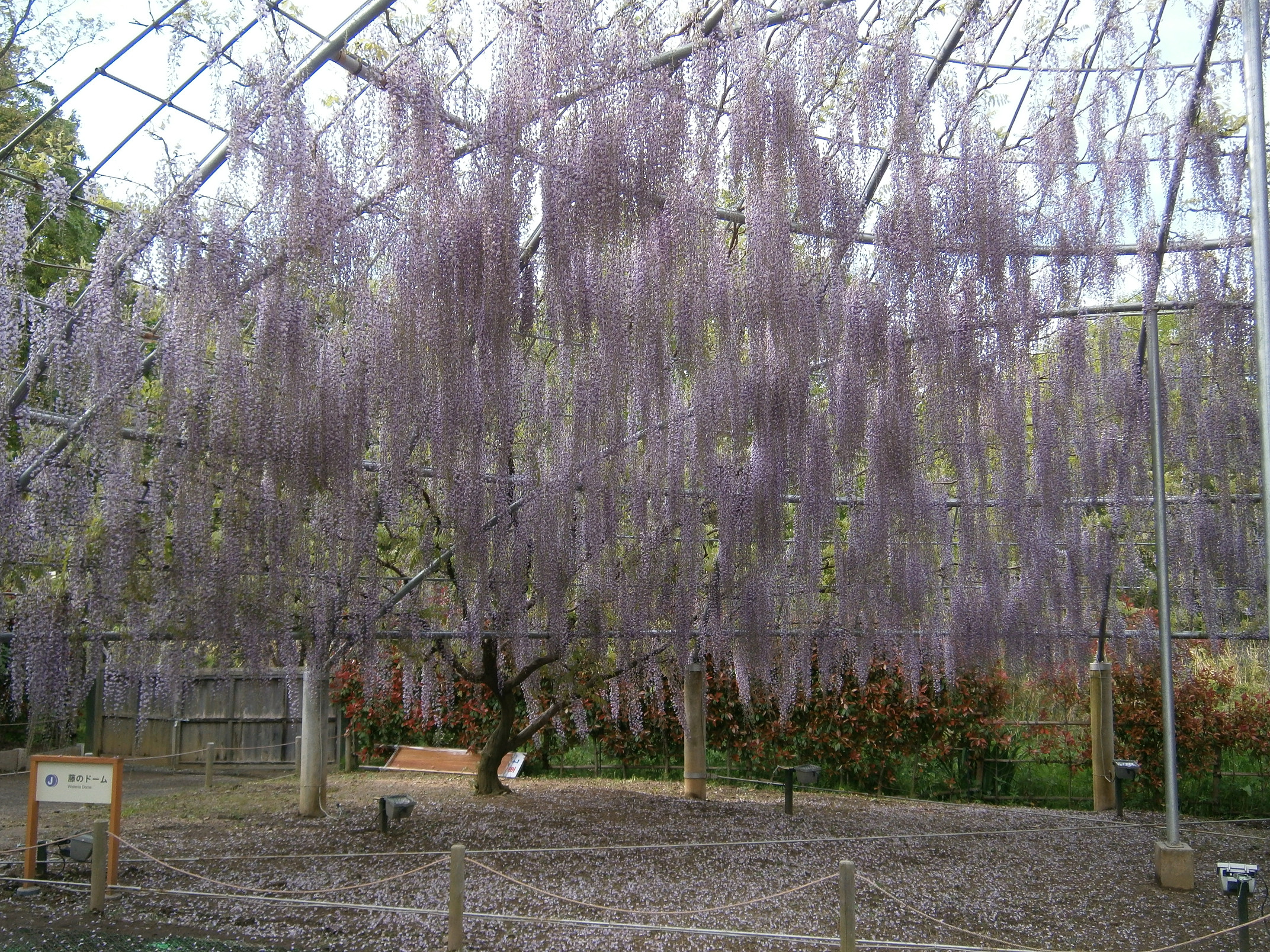 P5050045.jpg