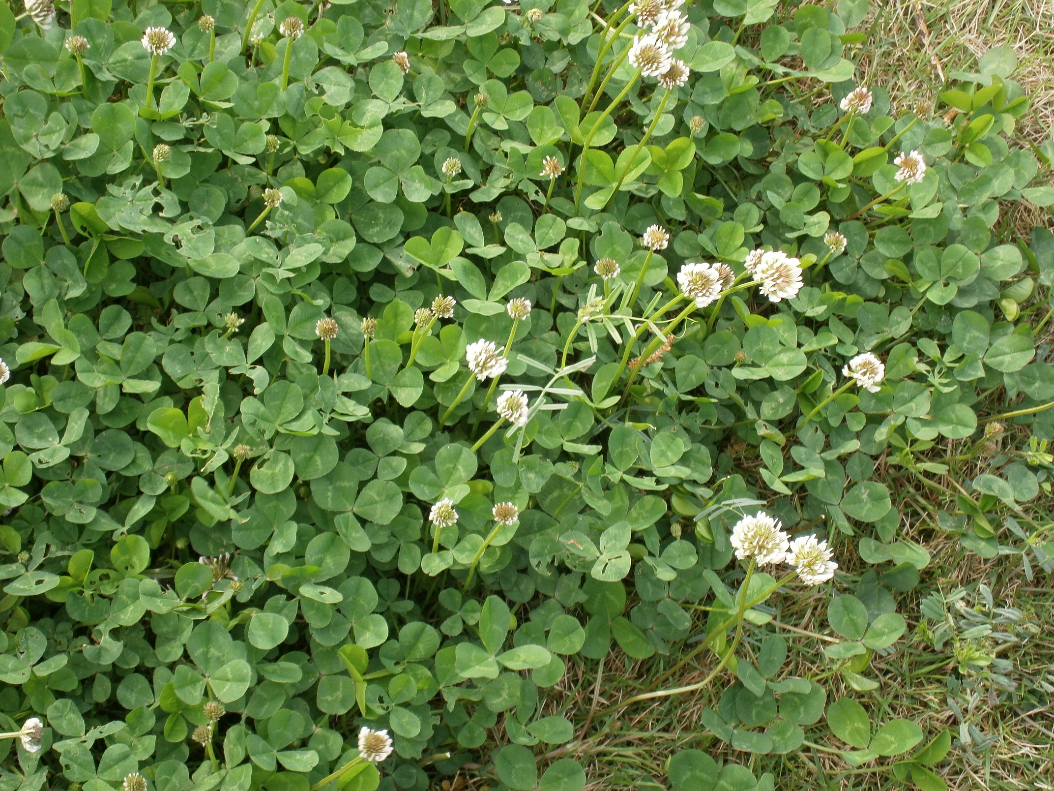 P5050050.jpg