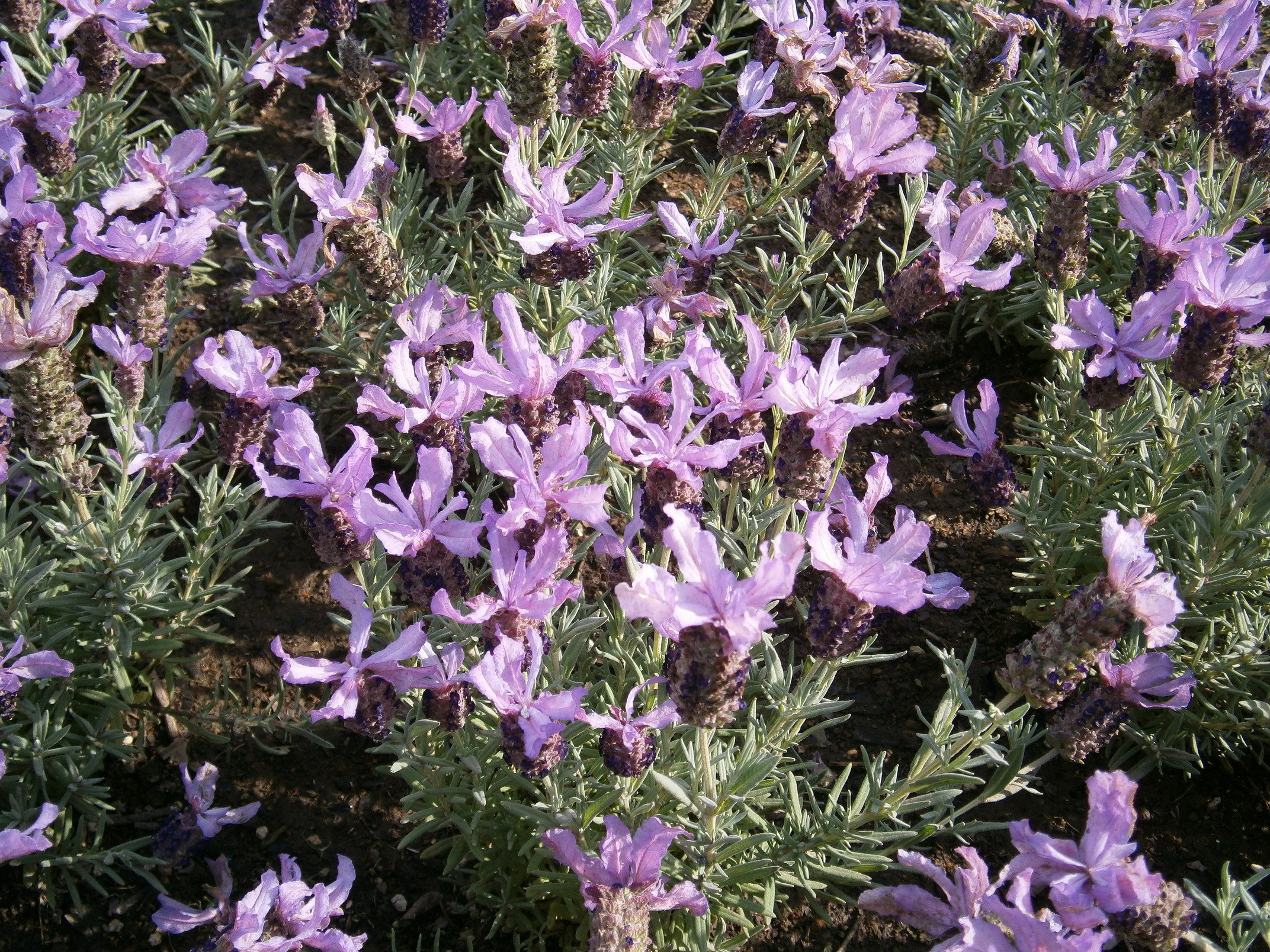 P5050082.jpg