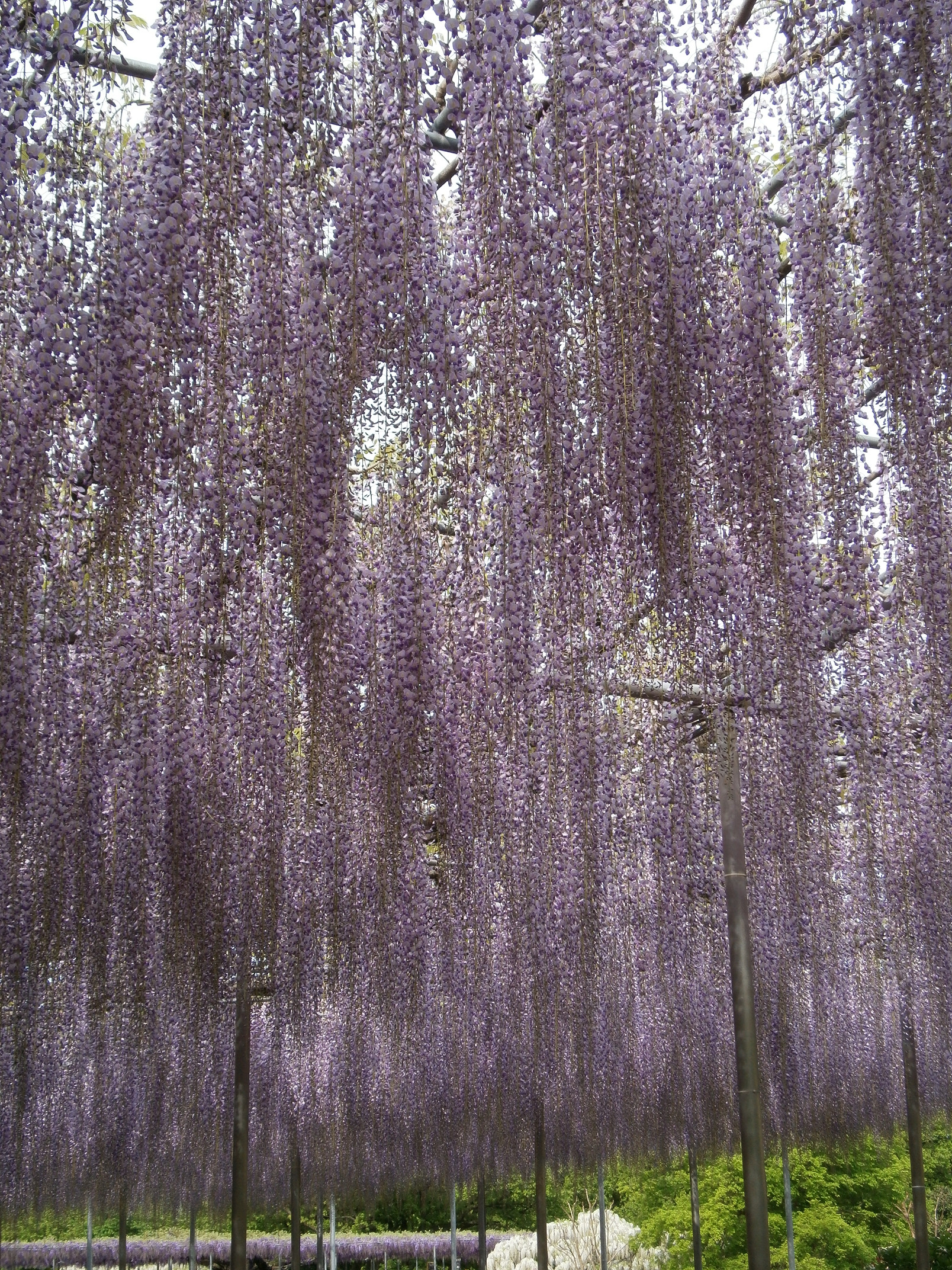 P5050120.jpg