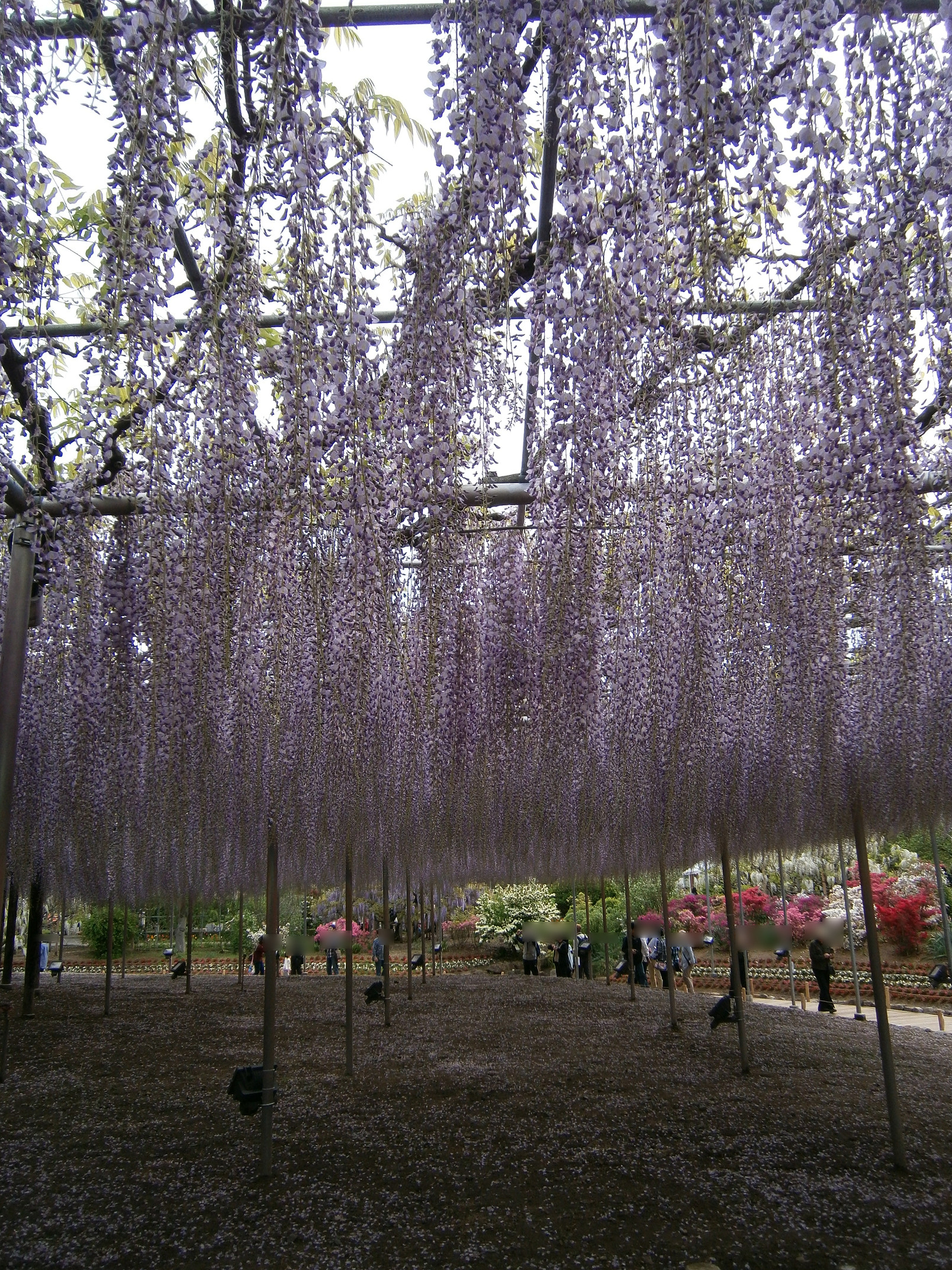 P5050137.jpg