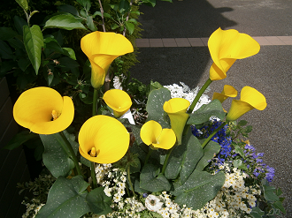 P5050149_thumb.png
