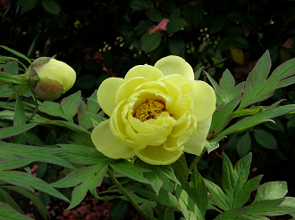 P5059722_thumb.png