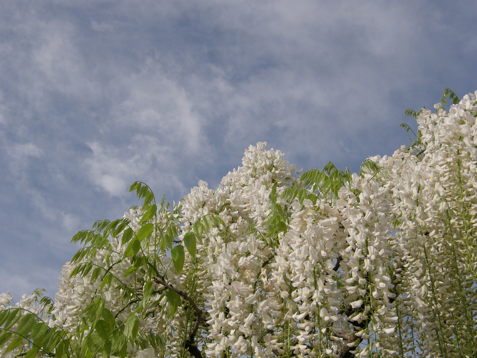 P5059758.jpg