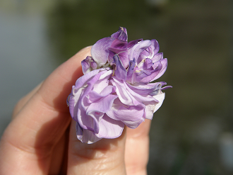 P5059864_thumb.png