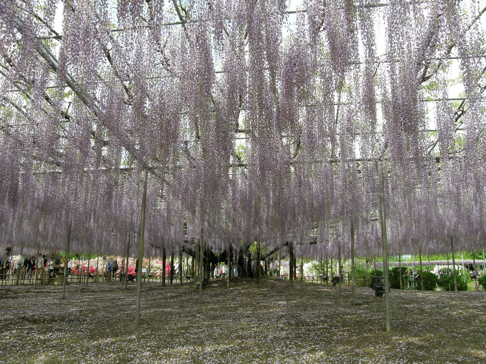 P5059910.jpg
