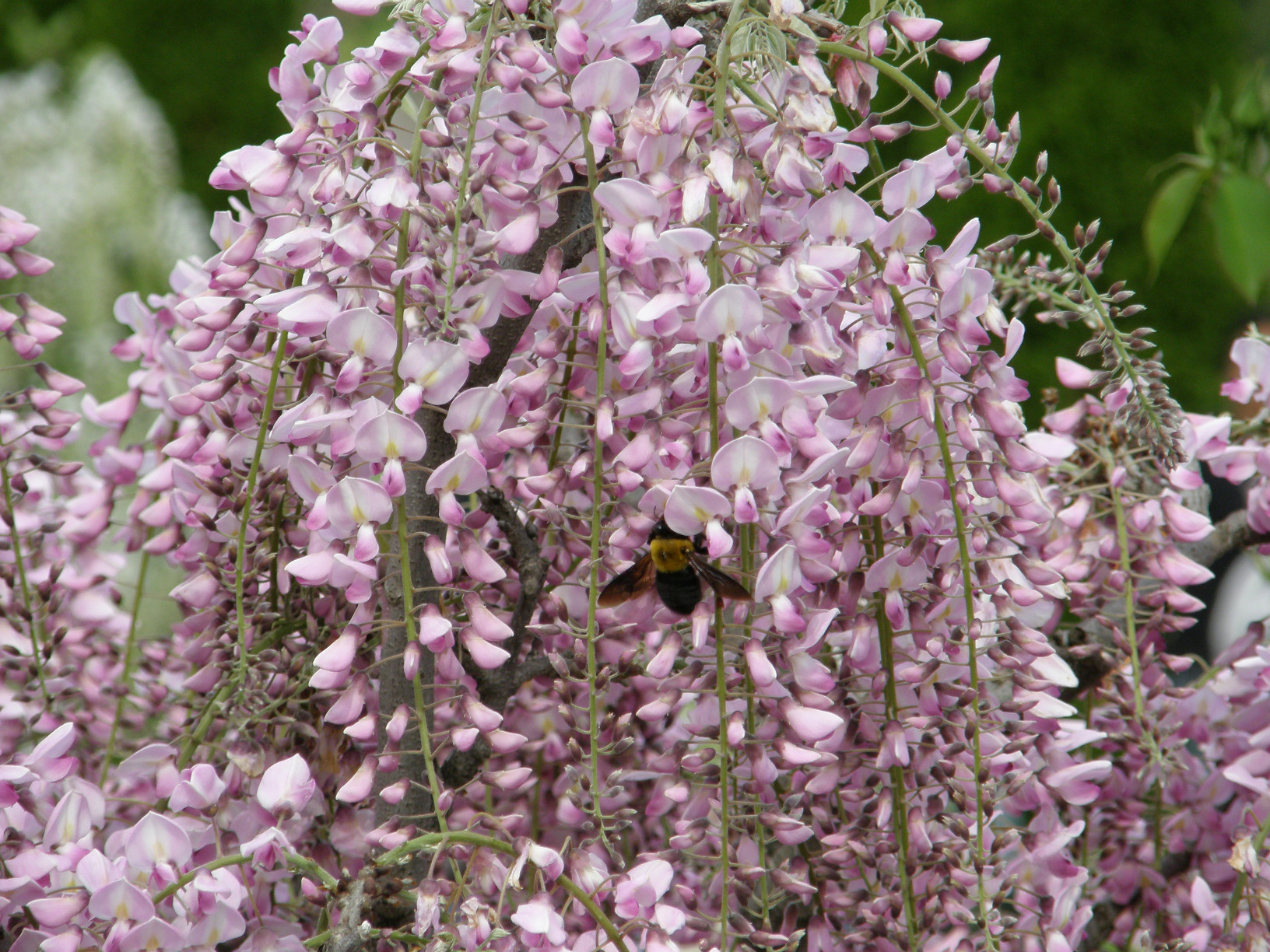 P5059970.jpg