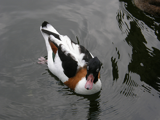 P5180175_thumb.png