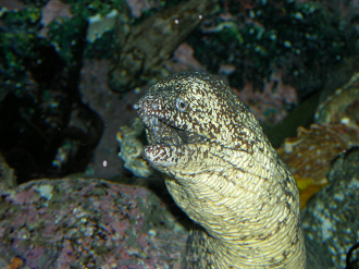 P5180262_thumb.png