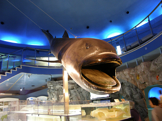 P5180279_thumb.png