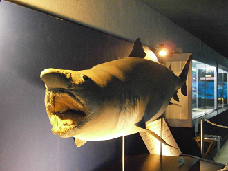 P5180378_thumb.png