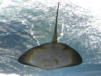 P5190429_thumb.png