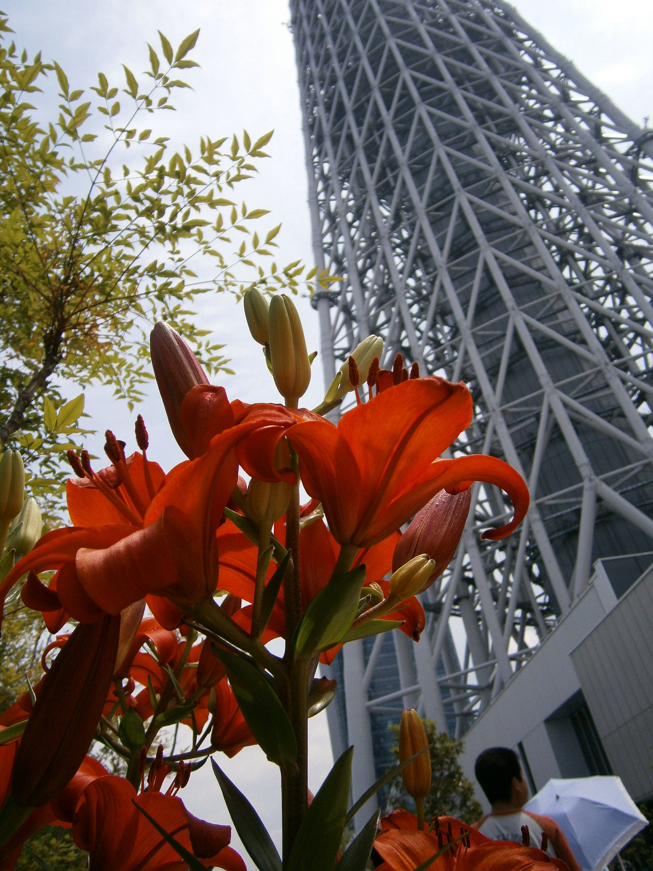 P5260653.jpg