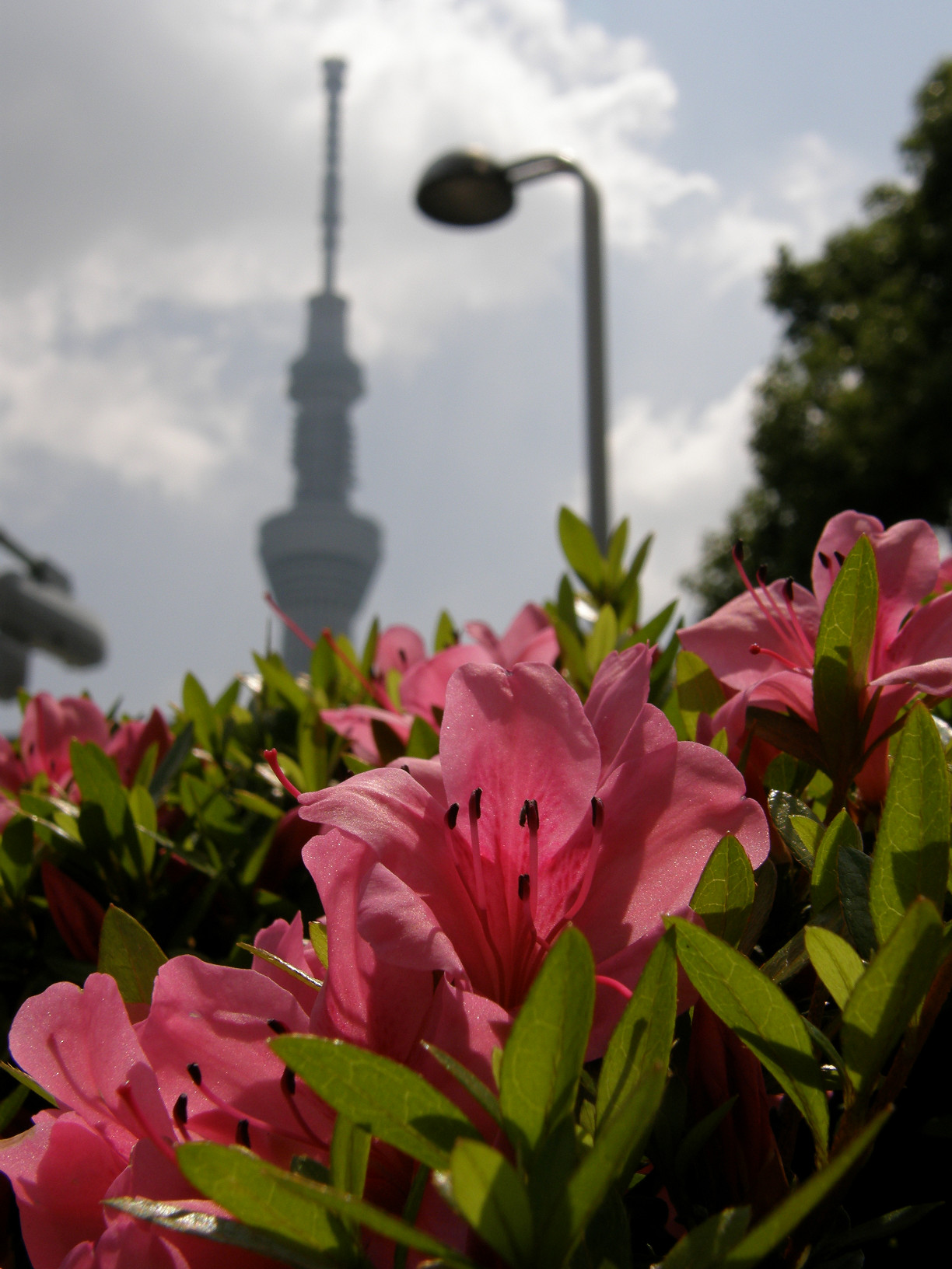 P5260677.jpg