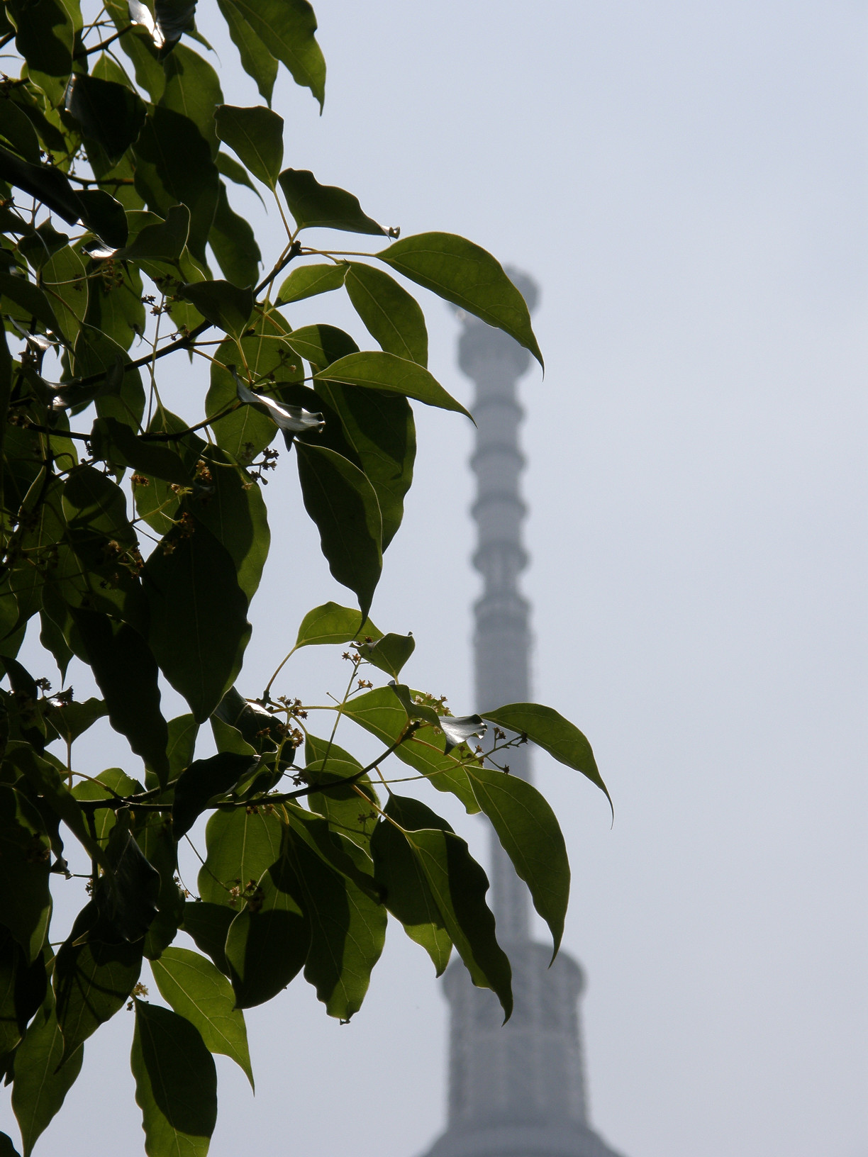 P5260694.jpg