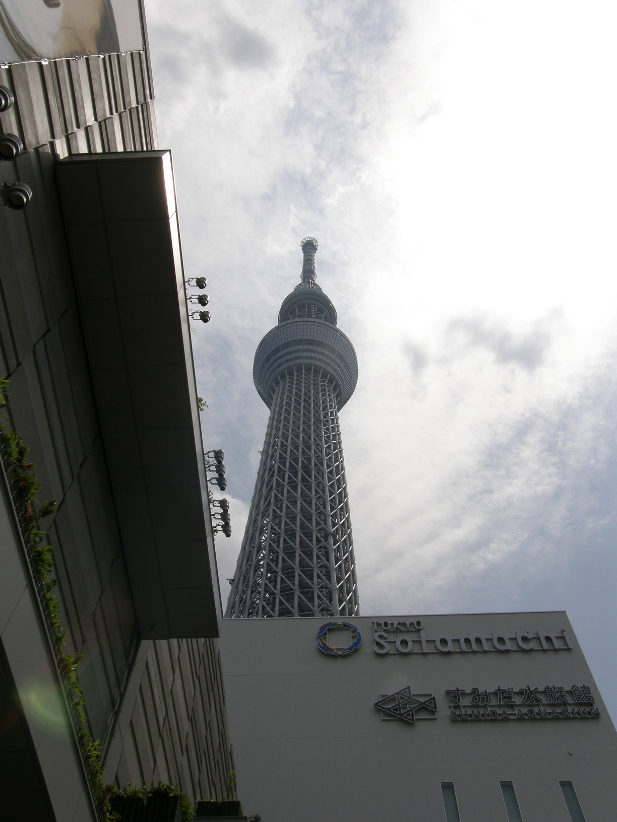 P5260732.jpg