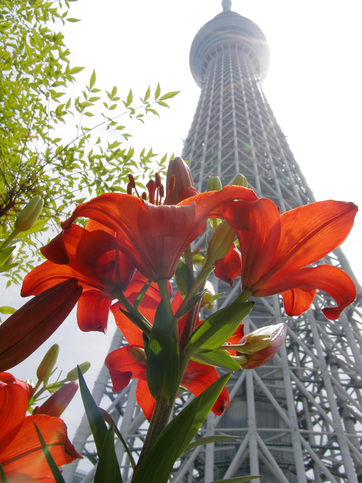 P5260759.jpg