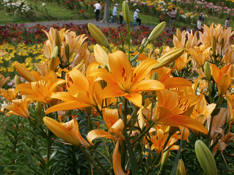 P6231191_thumb.png
