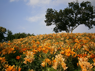 P6231261_thumb.png