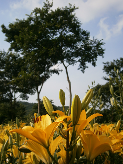 P6231267_thumb.png