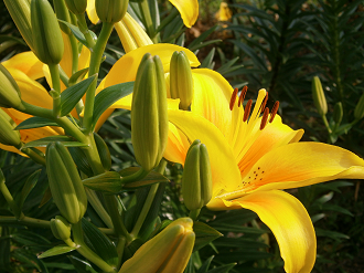 P6231296_thumb.png