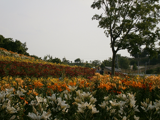 P6231302_thumb.png